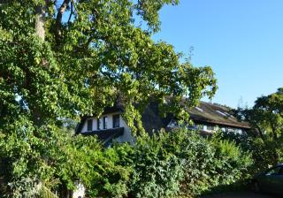 Grosses-Reethaus-Sanddorn - Groß Zicker - 7