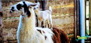 Olimpia Park Resort - Resort em Olímpia - 5