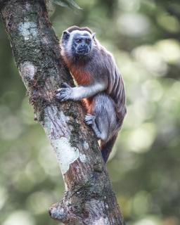 Cabaña El Arenal San Rafael Antioquía - 7