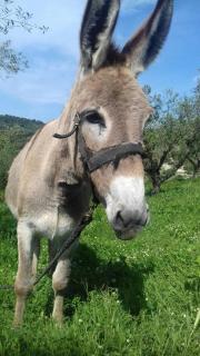 Lithies Farm Houses - Vasilikos - 5
