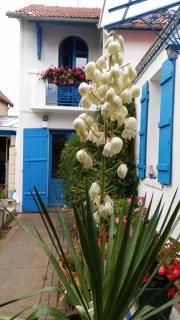 Les Volets Bleus - Pornic - 5