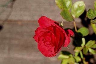 Chalet Alpine Rose - Chamonix - 2