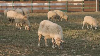 Tatarska Zagroda - Agroturystyka Dolina Baryczy Noclegi - Domek Jelonek - Krośnice - 3