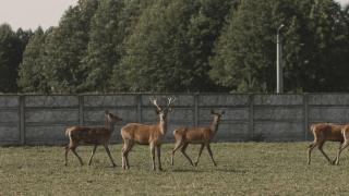 Tatarska Zagroda - Agroturystyka Dolina Baryczy Noclegi - Domek Jelonek - Krośnice - 5