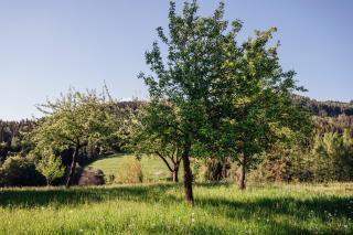 BAUERNHAUS DÖRFL IN DER STRASS - 8