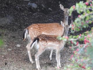 Fuente del Ciervo 1 - 6