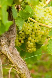 Wein- und Sektgut Markus Hensler - Briedel - 6