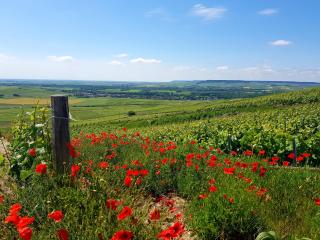 Terres Jaunes - Avenay-Val-dʼOr - 3