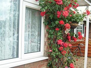 Rosa's Bed and Breakfast - 9