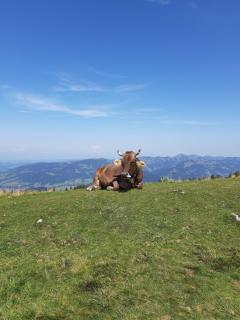 Haus Berghof - 8