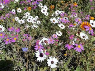 3 Sea View Lodge - Langebaan - 1