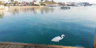Apartment with private beach, Mamsha - Hurghada - 0