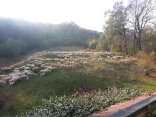 Antica Cascina del Medico - Muzzano - 4