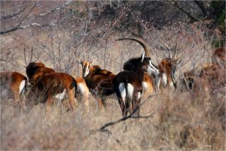 Ditholo Game Lodge Bela Bela - Bela-Bela - 5