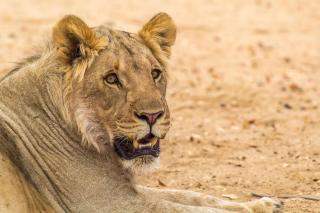 Hobatere lodge - Otjovasandu - 2