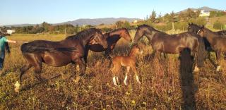 Hotel Haras Casacampo - 1