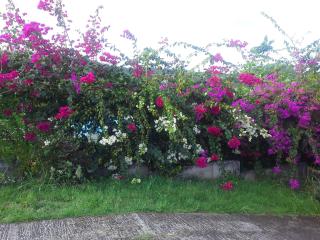 Appartement cosy au Robert - 28 m² avec jardin sublime - 1