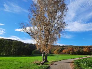 Ferienwohnung Odenwaldflair - Reichelsheim - 4