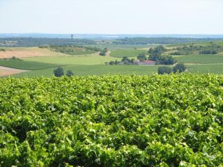 Villa in Segonzac with Pool and Vineyards - Segonzac - 2