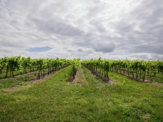 Villa in Segonzac with Pool and Vineyards - Segonzac - 3