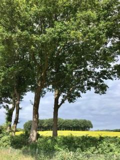 Camping Lagewald Vakantiehuis - Groesbeek - 4