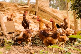 Chalés do Beto em Macacos - 5