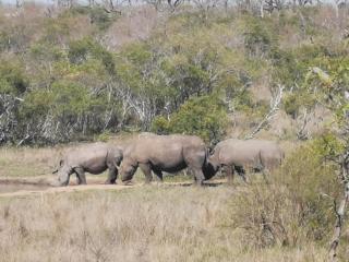 Crocodile Bend - Mpakeni - 2