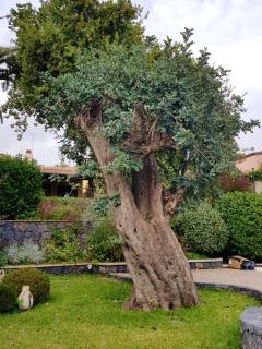 Charming Studio – Trecastagni – 40 m² – Pool & Garden - Trecastagni - 1