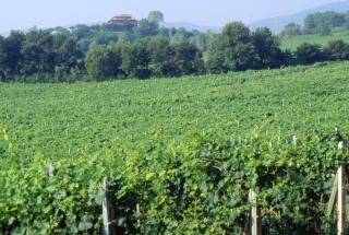 Agriturismo Palazzo Bandino - Wine cellar, on reservation restaurant and spa - Chianciano Terme - 4