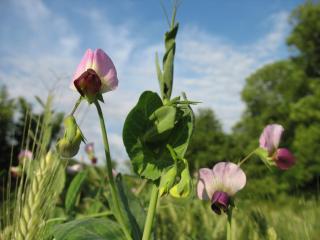 Le Moulin du Barthas - 2
