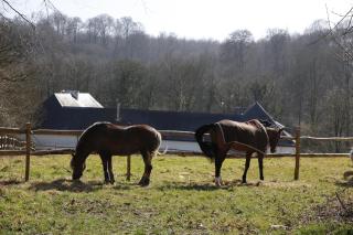 B&B Hippo-Droom - Hoeilaart - 1
