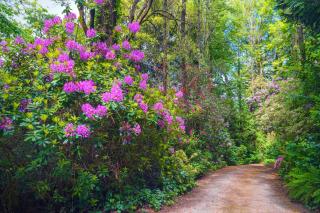 Arnica Views Summit Retreat - Mont Dandenong - 1