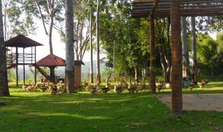 Village dos Pássaros - Belo Oriente - 2