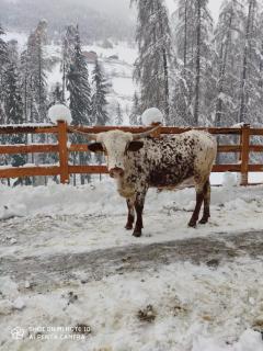 Texas Longhorn Ranch Neumannhof - Cadipietra - 2