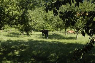 Gîte LA BERGERIE - Neuville-Bosc - 7