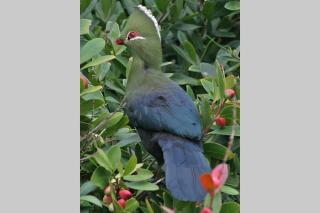 Hornbills Forest Cottages - 8