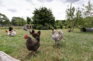 Upper Vobster Farm - 5