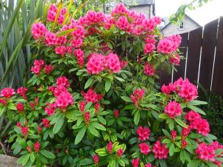 Culliss House B&B - 5