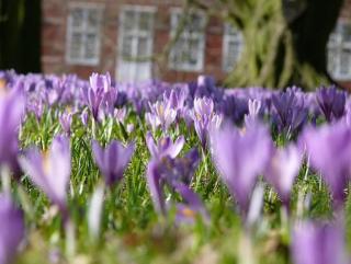 Kleiner Austernfischer - Husum - 1