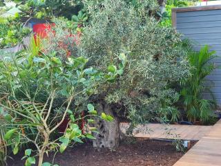 VILLA OYONO THE CARRIBEAN DREAM - 3