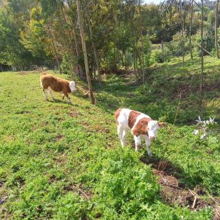 Cabañas Lelita Huenumán Bed&Breakfast - 1