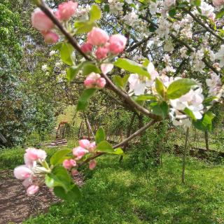 Cabañas Lelita Huenumán Bed&Breakfast - 6