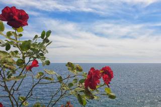 Apartments by the sea Dingac - Potocine, Peljesac - 10433 - 2