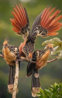 Jacamar Lodge Expeditions - Iquitos - 6