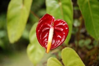 Cymbidium House Volcano Village by Casago Kona - Fun! - 7