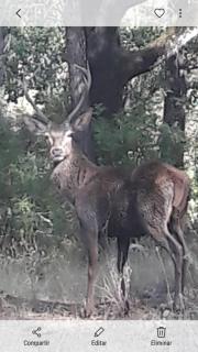 Apartamentos Sevilla - 7