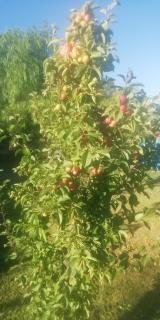 Conectar con la naturaleza te hará más feliz - Melipilla - 3