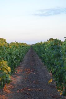 Masseria Montedoro - Marina di Ginosa - 5