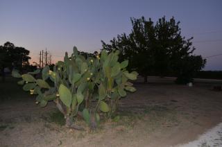 Masseria Montedoro - Marina di Ginosa - 4