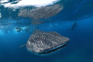 V Villas Maldives at Mirihi - MGallery Collection - 2